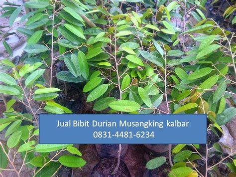 Durian dato' nina durian d2 tempat daftar, asal: Durian musanking adalah durian farietas yang terbaik di ...