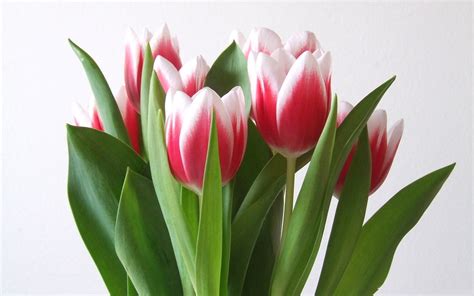 Scarlet Tulips Wallpapers And Images Wallpapers Pictures Photos