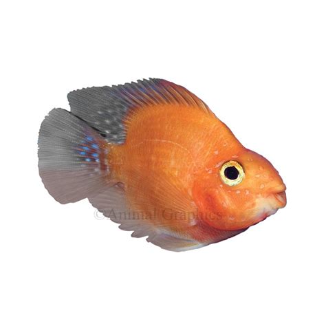 Blood Red Parrot Cichlid Fish Goldfish Betta And More Petsmart