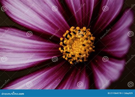 Closeup Of Purple Cosmos Flower Stock Photo Image Of Magenta