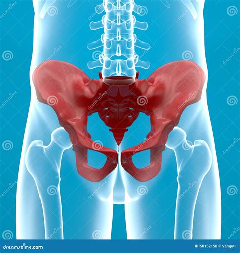 Pelvis Human Body X Ray Stock Illustration Image 50152158