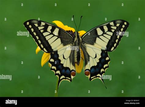 Old World Swallowtail Or Common Yellow Swallowtail Papilio Machaon
