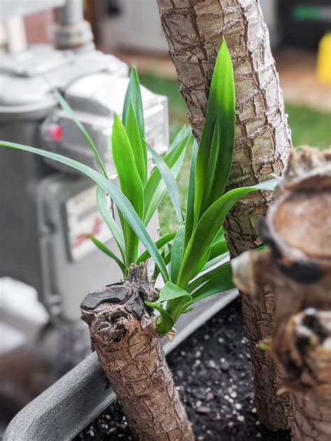 How To Care For A Yucca Plant Plant Ideas