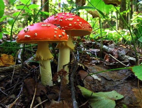 Mushrooms And Toadstools Free Photo Download Freeimages