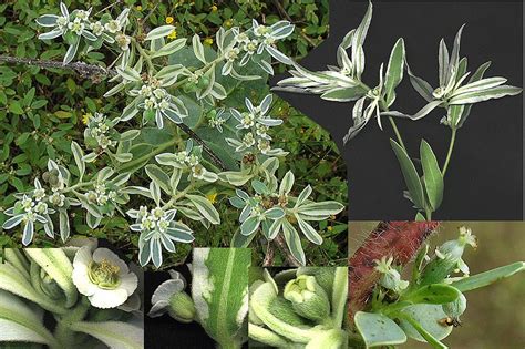 Euphorbia Bicolor