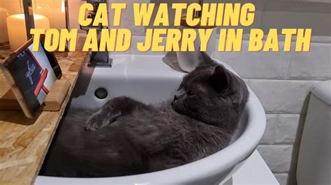 Cat Watching Tom And Jerry In Bath Youtube