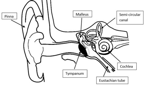 Draw The Structure Of The Human Ear And Label The Following Partsi