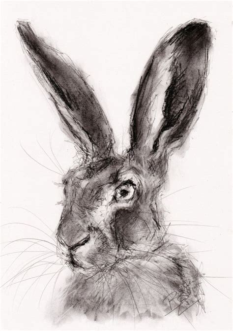 Original Artwork A4 Charcoal Drawing Of A Hare By Animal Artist