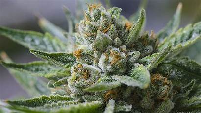 Weed Marijuana Trippy Drug Drugs Cannabis Plant