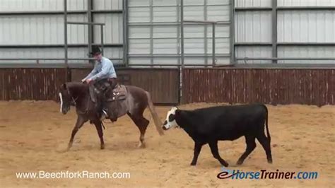 Bay high brow cat bred colt with excellent blood line and conformation. BFR Cattune (High Brow Cat x SDP Finely Tuned) 2015 ...