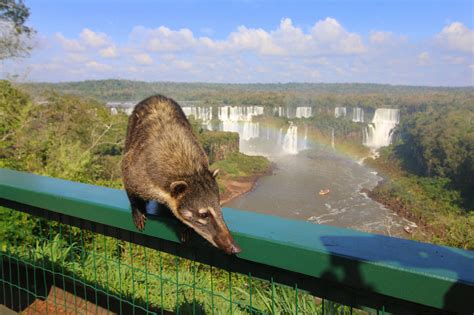Iguazu Falls Best Pictures Hd Photos And Images You Have Never Seen