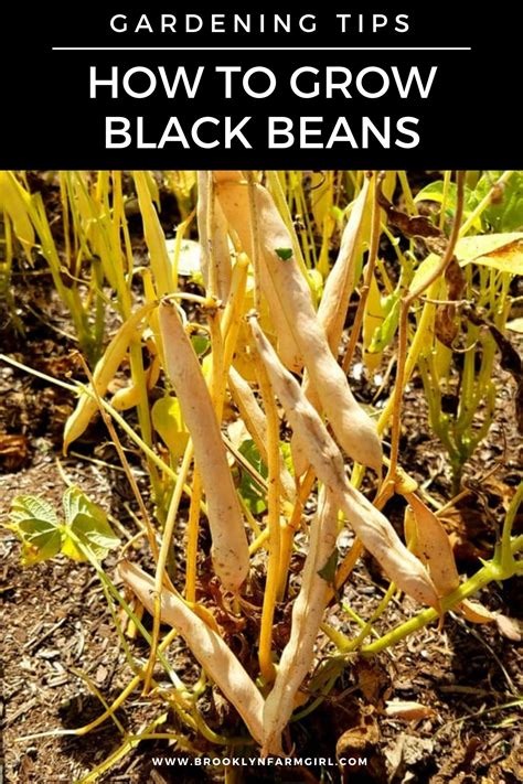 How To Grow Black Beans From Seeds In Your Vegetable Garden Looking