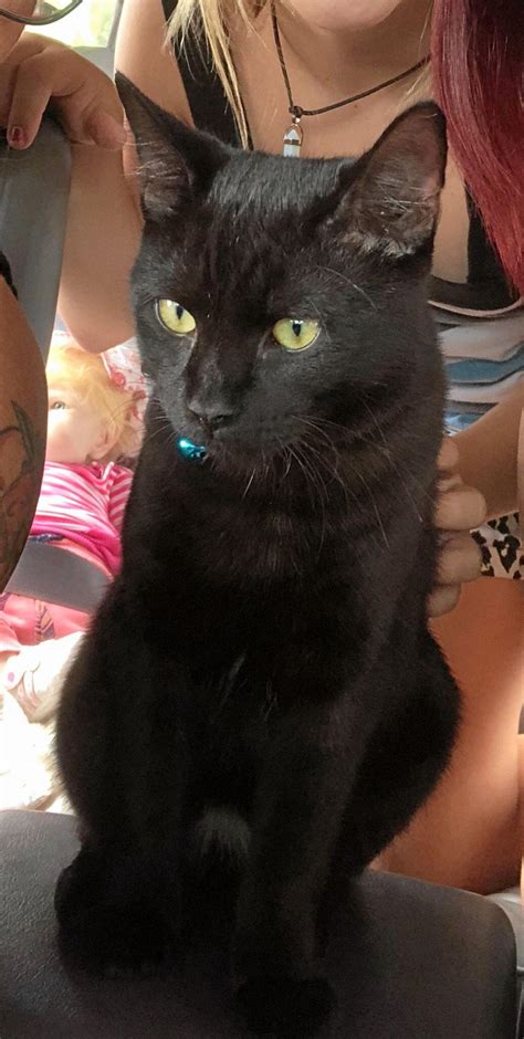 Olive donated half of her estate to help feral cats. Gympie truckie mauled in feral cat attack | Gympie Times