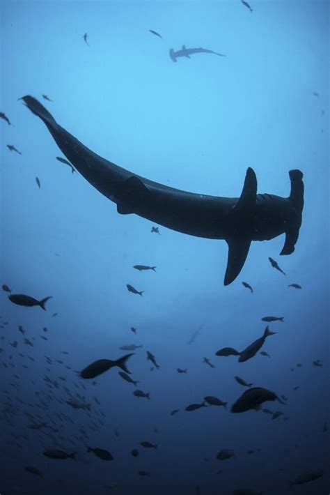 A Scalloped Hammerhead Shark Swims In Deep Water Near Cocos Island Costa Rica This Remote And