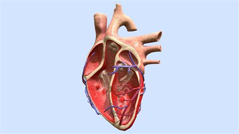 Human Heart Cross Section Model Buy Royalty Free 3d Model By Arloopa