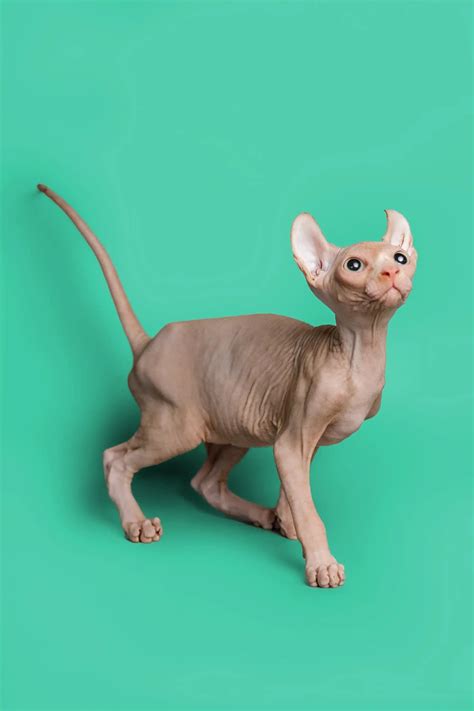 Hairless Sphynx Cats And Kittens For Sale Wally Elf Kitten Purebred