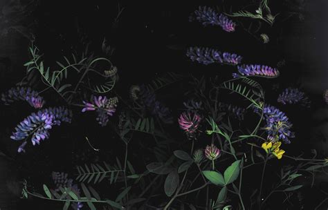 Aesthetic Dark Flower Wallpaper Hd Pic Insider