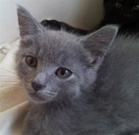 Little grey cat is the nickname given to a kitten of the british shorthair breed that rose to viral fame on tumblr through a variety of musical tributes and photoshopped parodies in the little grey cat was originally introduced as a cover image for a song titled little grey cat theme song, uploaded by. Feline Rescue Cat Tales: Gray Kittens Looking for Homes