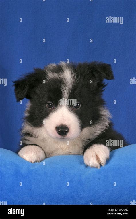 Border Collie Welpe Border Collie Puppy Stock Photo Alamy