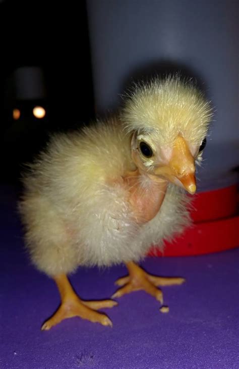 12 Naked Neck Turken Chicken Hatching Eggs Mixed Colors Lf Backyard