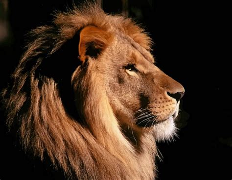 Picture Of A Lion Headpet Photos Gallery Lion Pet Photos Gallery