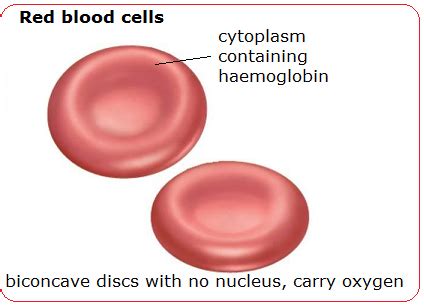 Red Blood Cell Diagram With Labels