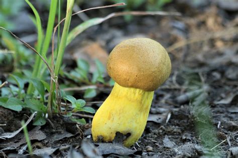 New Yellow Bolete Mushroom Free Stock Photo Public Domain Pictures