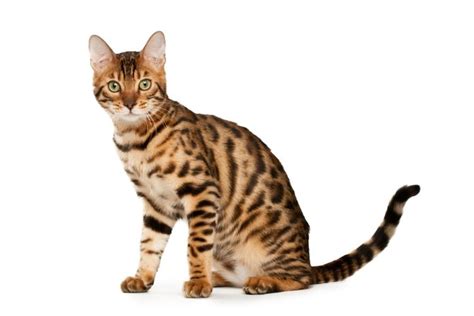 Ocicat Vs Bengal Cats Which Cat Breed Is Right For You