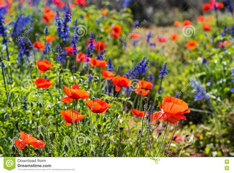 Field Of Poppies And Lavender Stock Image Image Of Garden Decoration