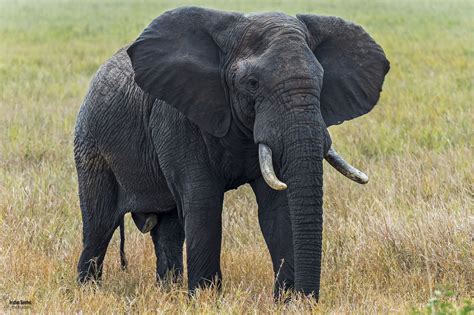Flickrpnxpcto African Elephant Elefante Loxodonta