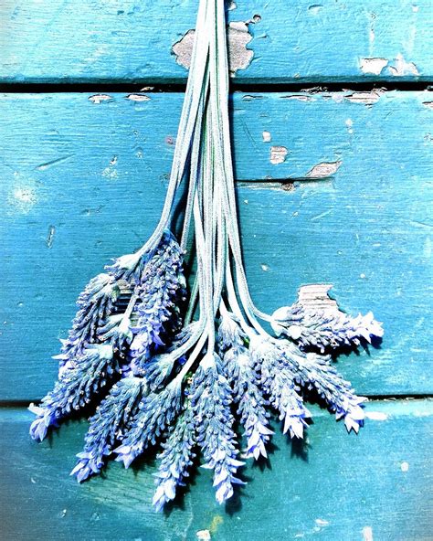 How To Dry Fresh Lavender And Uses Around The Home