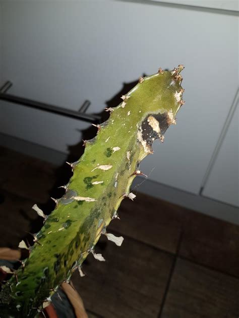 Flowers may not last forever, but there are a few simple ways to keep them alive a bit longer. How To Save A Dying Cactus