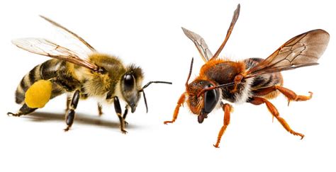 Honey Bee Vs Mason Bee Comparison Guide Bee Professor