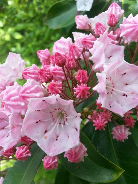 When Mountain Laurel Blooms Beautiful Flowers Pictures Beautiful