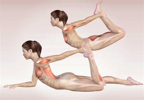 Yoga Poses Anatomy Exercises D Illustrations