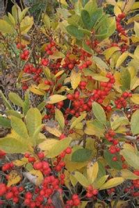 Your shrubs and landscape are going to need care in order to. Winterberry - Pruning, Winter Care and Fertilizing - Hawks ...