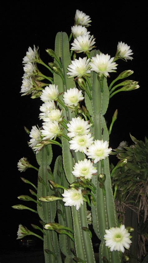 Image result for night blooming cactus | Night blooming cereus, Night blooming, Night blooming 