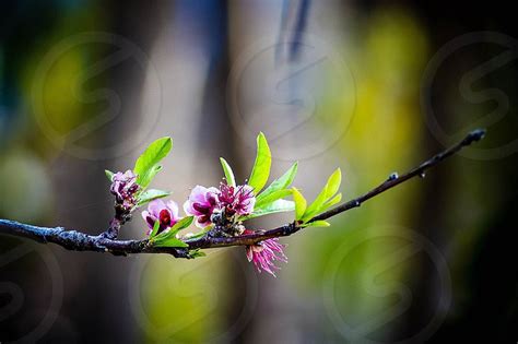 Fruit Tree Blossoms By Dena Estupiñan Photo Stock Studionow