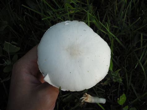 White Mushroom Identification Mushroom Hunting And Identification