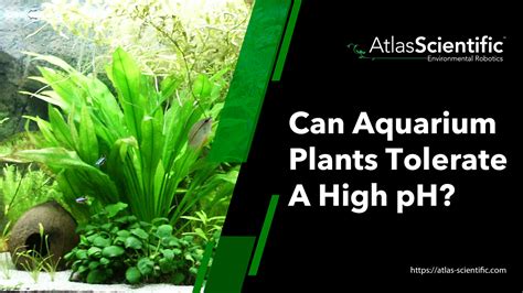 Can Aquarium Plants Tolerate A High Ph Atlas Scientific
