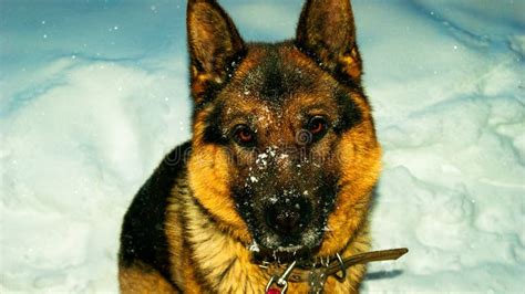 German Shepherd Dog In The Snow Stock Image Image Of Dogs Winter