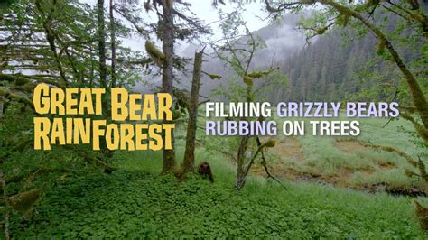 Great Bear Rainforest Grizzly Bears Rubbing On Trees Youtube