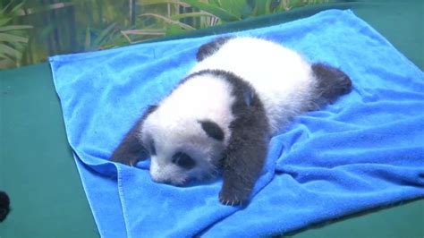 Giant Panda Cubs Start Learning To Crawl In China South Asia News