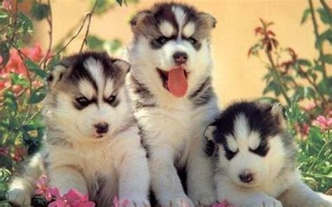 Cute Puppies Puppies Wallpaper 22040905 Fanpop