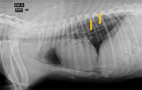 Can You Treat A Pregnant Dog For Heartworms