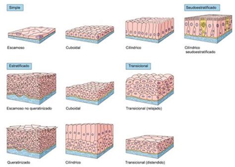 Biolog A Tejido Epitelial Clasificacion Tejidos Del Cuerpo Humano