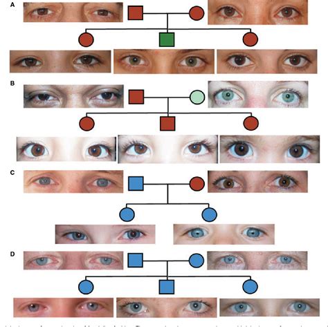 Eye Color Chart Genetics
