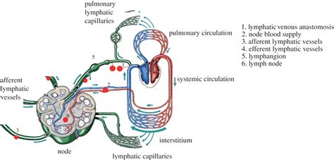 Modelling the lymphatic system: challenges and opportunities | Journal