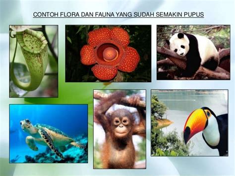 Flora dan Fauna