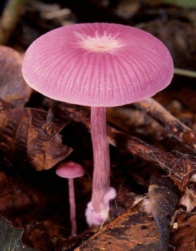 Pink Mushrooms Pink Mushroom Stuffed Mushrooms Magical Mushrooms